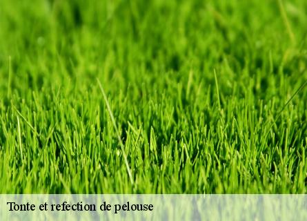 tonte-et-refection-de-pelouse